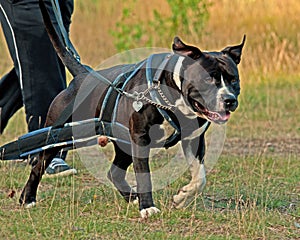 Weight pull for American stafforshire terrier