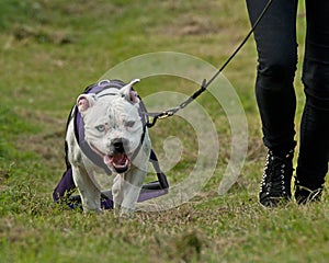 Weight pull for American stafforshire terrier