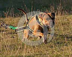 Weight pull for American stafforshire terrier