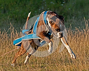 Weight pull training for a boxer 2