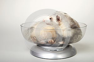 Weighting ferrets for condition at home with kitchen weight