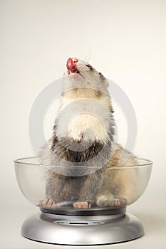 Weighting ferrets for condition at home with kitchen weight