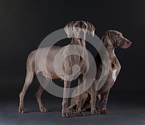 Weimar dog male and female