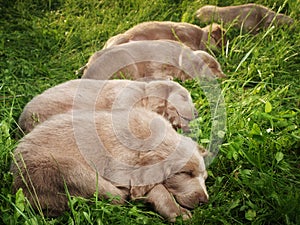 Weimar hound pupies