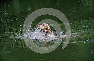 Weimar Pointer Dog, Adult playing in Water