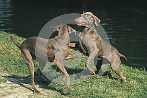 Weimar Pointer Dog, Adults playing near Water