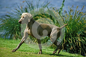 Weimar Pointer Dog, Male emerging from Water