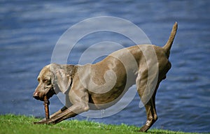 Weimar Pointer Dog, Male playing with a Piece of Wood