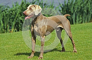 Weimar Pointer Dog, Male standing on Grass