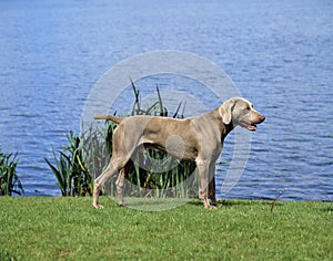 Weimar Pointer Dog, Male standing near Lake