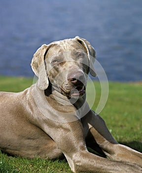 Weimar Pointer Dog standing near Lake