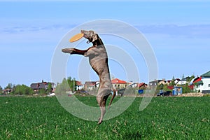 Weimar pointer plays and jumping in a field