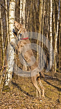 The Weimar pointer on a walk in the spring forest