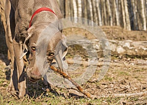 The Weimar pointer on a walk in the spring forest