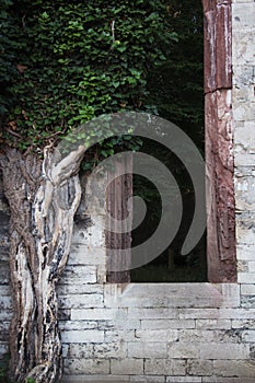 Weimar tempelherrenhaus detail, tree at window