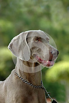 Weimaraner