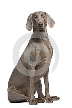 Weimaraner (2 years)