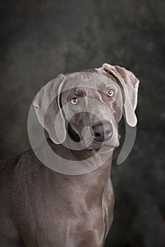 Weimaraner