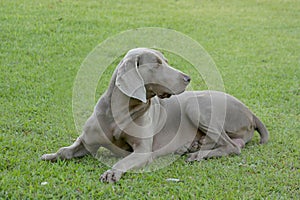 Weimaraner