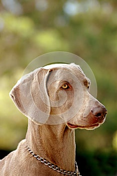 Weimaraner dog portrait