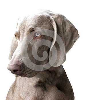 Weimaraner