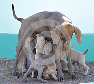 Weimaraner