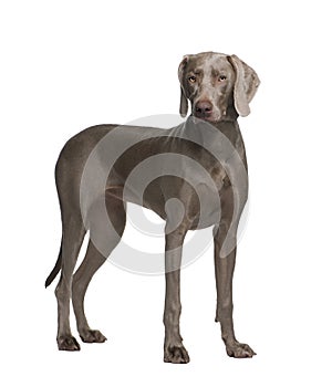 Weimaraner (9 months)