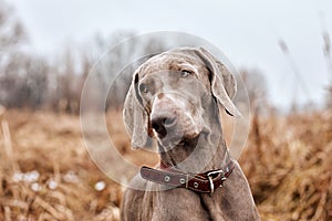 Weimaraner in autumn forest. Hunting dog on hunt. Gray dog. Hunting dog breed.