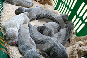 Weimaraner babies