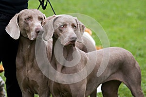 Weimaraner breed dogs couple