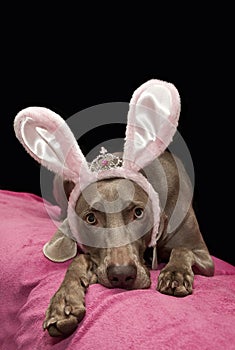 Weimaraner bunny