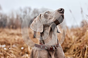 Weimaraner in countryside forest. Hunting dog on hunt. Gray dog. Hunting dog breed.