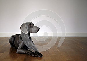 Weimaraner dog