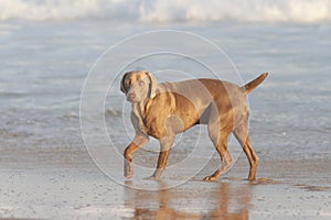 Weimaraner dog