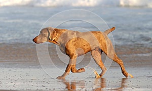 Weimaraner dog