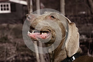 Weimaraner dog