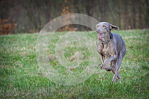 Weimaraner dog in action in park