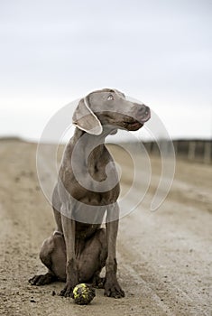 Weimaraner dog with a ball