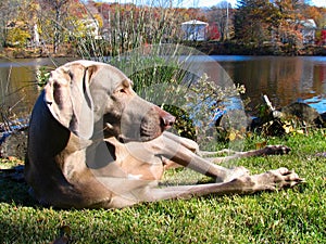 Weimaraner Dog basking