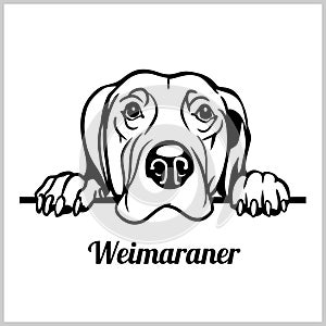 Weimaraner Dog Breed - Peeking Dogs - breed face head isolated on white
