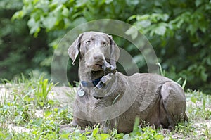 Weimaraner Dog with chew toy