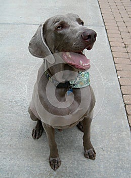 Weimaraner dog close-up