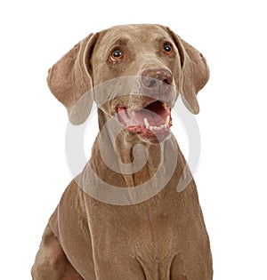 Weimaraner Dog Close-up