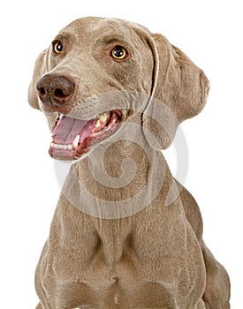 Weimaraner Dog Closeup