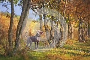 weimaraner dog in a collar pointing outdoors in autumn