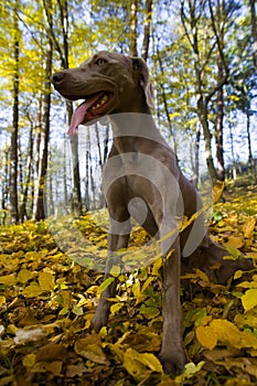 Weimaraner dog in countryside