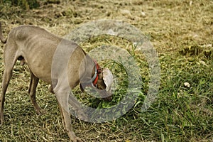 Weimaraner dog eating grass to purge its body