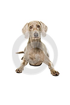 Weimaraner dog, female, lying isolated on a white background looking at the camera