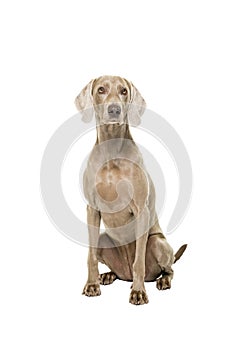 Weimaraner dog, female, sitting isolated on a white background looking at the camera