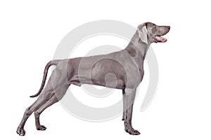 Weimaraner Dog isolated on white